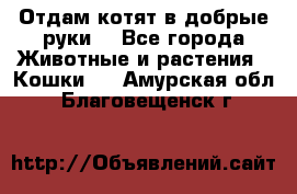 Отдам котят в добрые руки. - Все города Животные и растения » Кошки   . Амурская обл.,Благовещенск г.